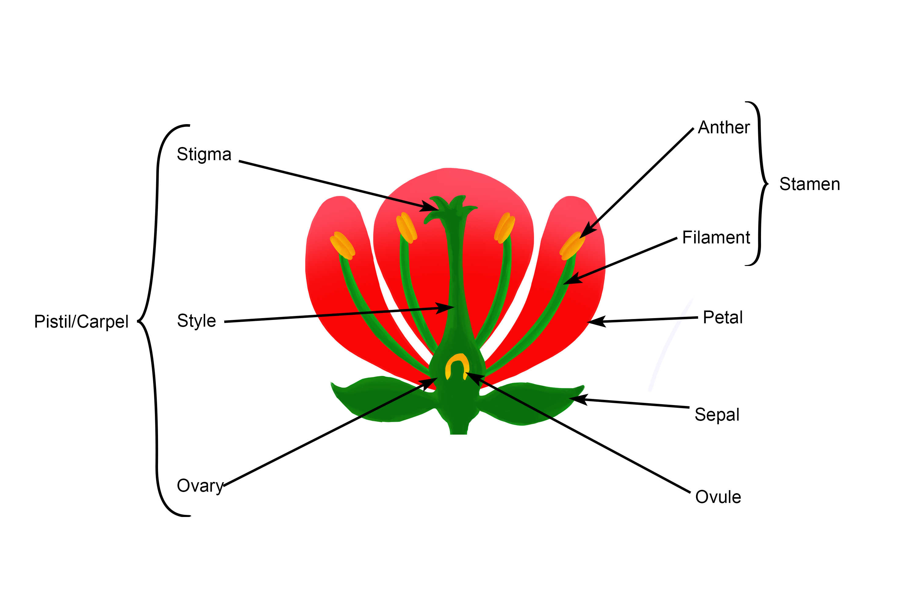 What Are The Male And Female Parts Of A Plant